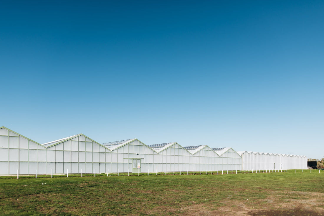 The Horti House Revolution: Embracing UK Growers Over Dutch Imports - The Horti House