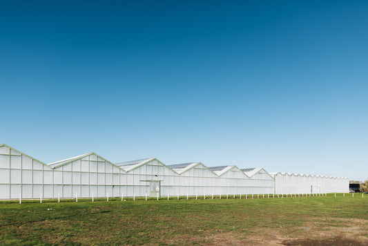 The Horti House Revolution: Embracing UK Growers Over Dutch Imports - The Horti House