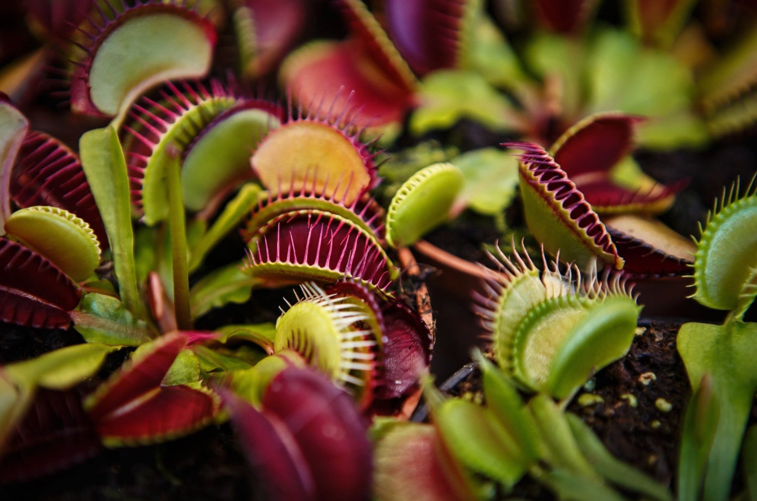 YGC Carnivorous