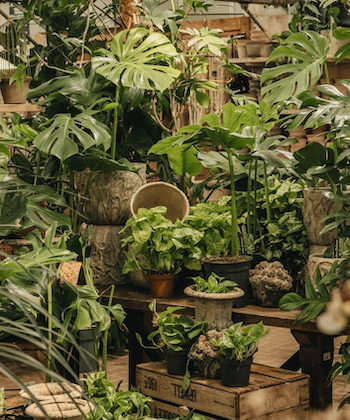 Plants Only