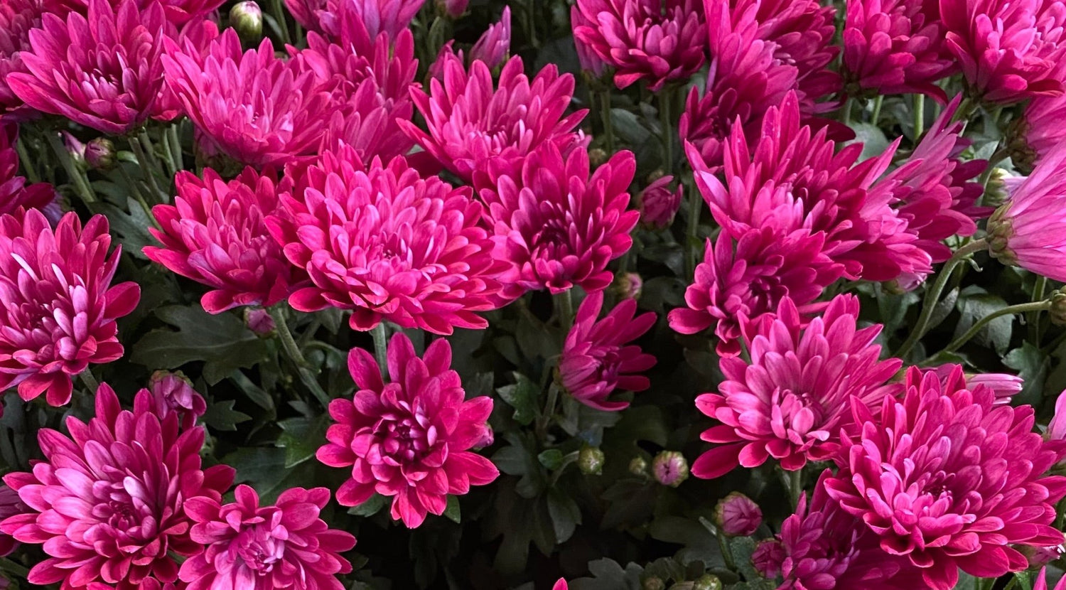 Blue Diamond Flowering Plants