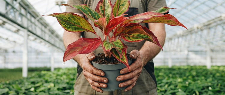 Hillier Point of Difference