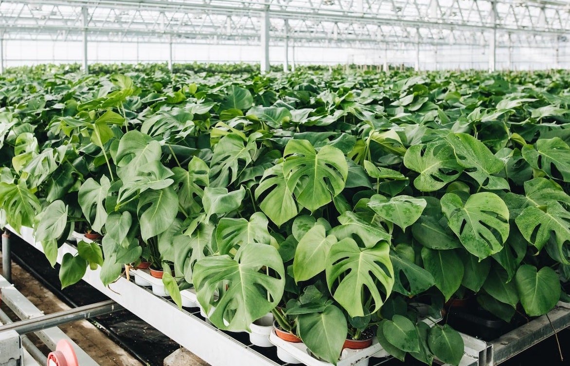 Green Plants Only