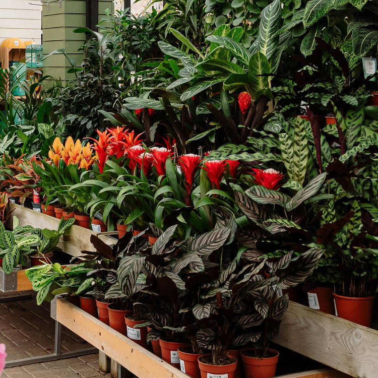 Blue Diamond Point of Difference