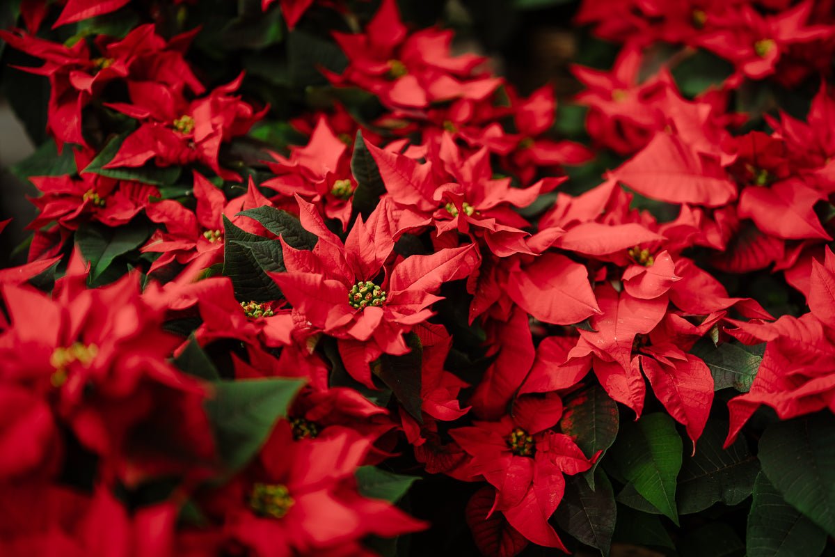 Poinsettia