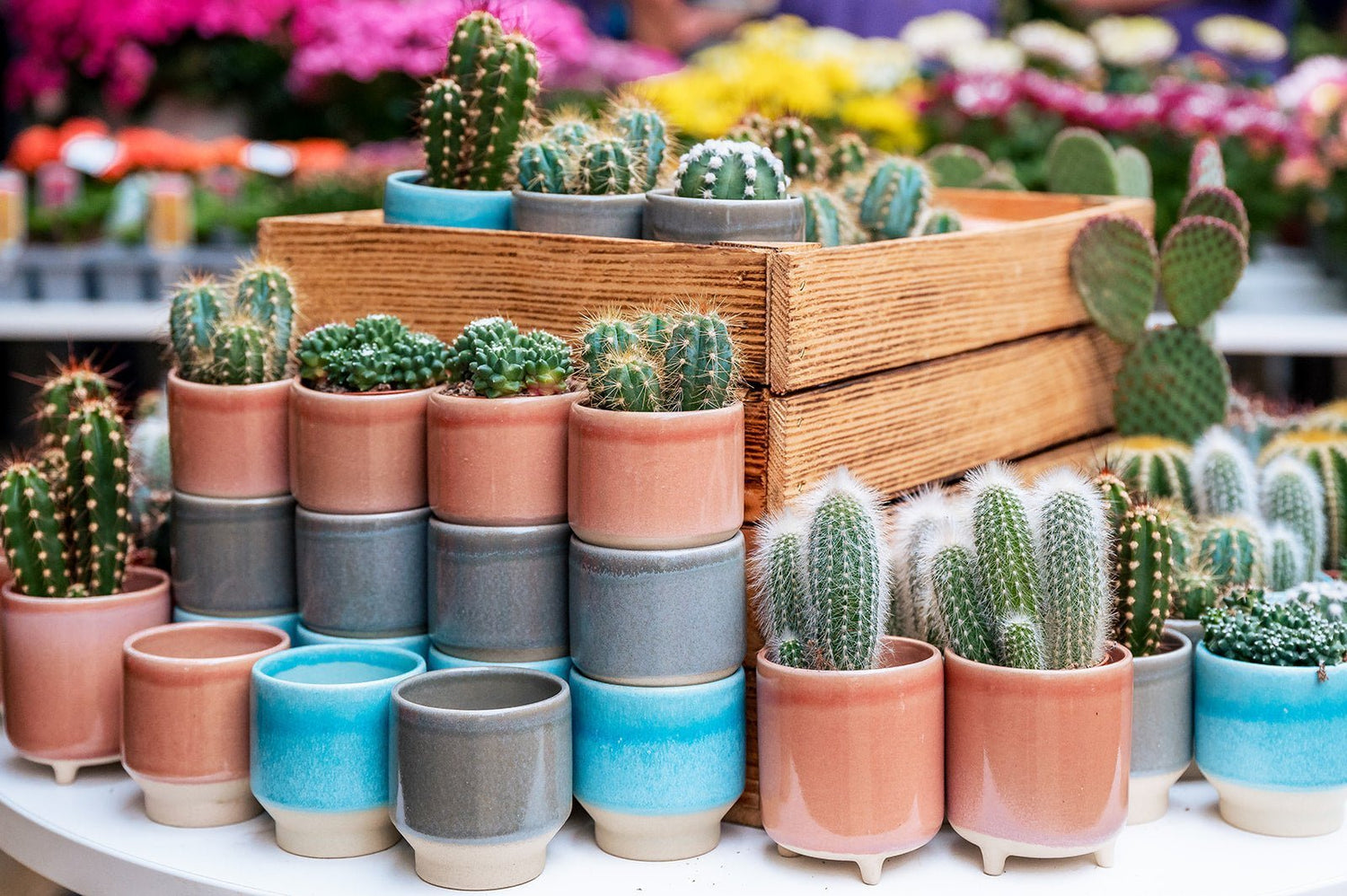 YGC Cacti & Succulents