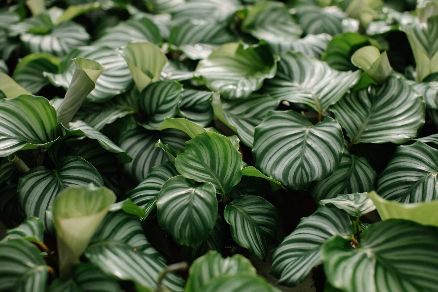 Hillier Foliage