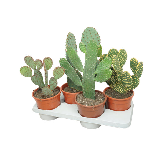 Cacti 17cm Opuntia
