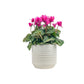Cyclamen 10.5cm Mix in Oxford Ceramic