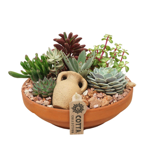 Succulent 24cm Terracotta Bowl - Succulent The Horti House