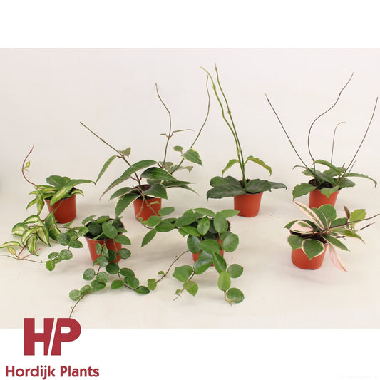 Hoya 9cm Mix - Green Plant The Horti House