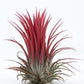 Tillandsia 6cm onantha red