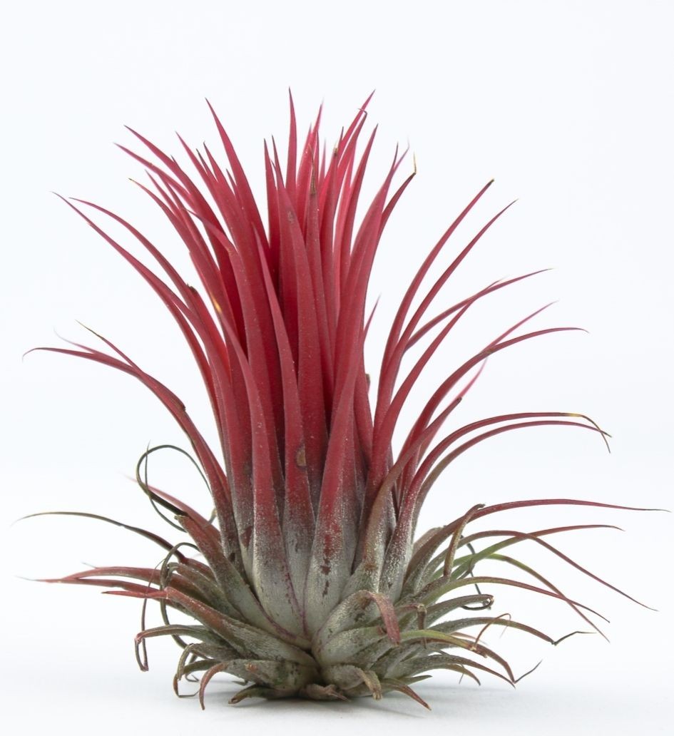 Tillandsia 6cm onantha red