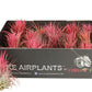 Tillandsia 6cm onantha red