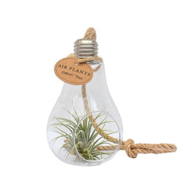 Tillandsia Glass Lamp Small - Airplant The Horti House