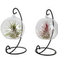 Tillandsia Hanging Frame Small