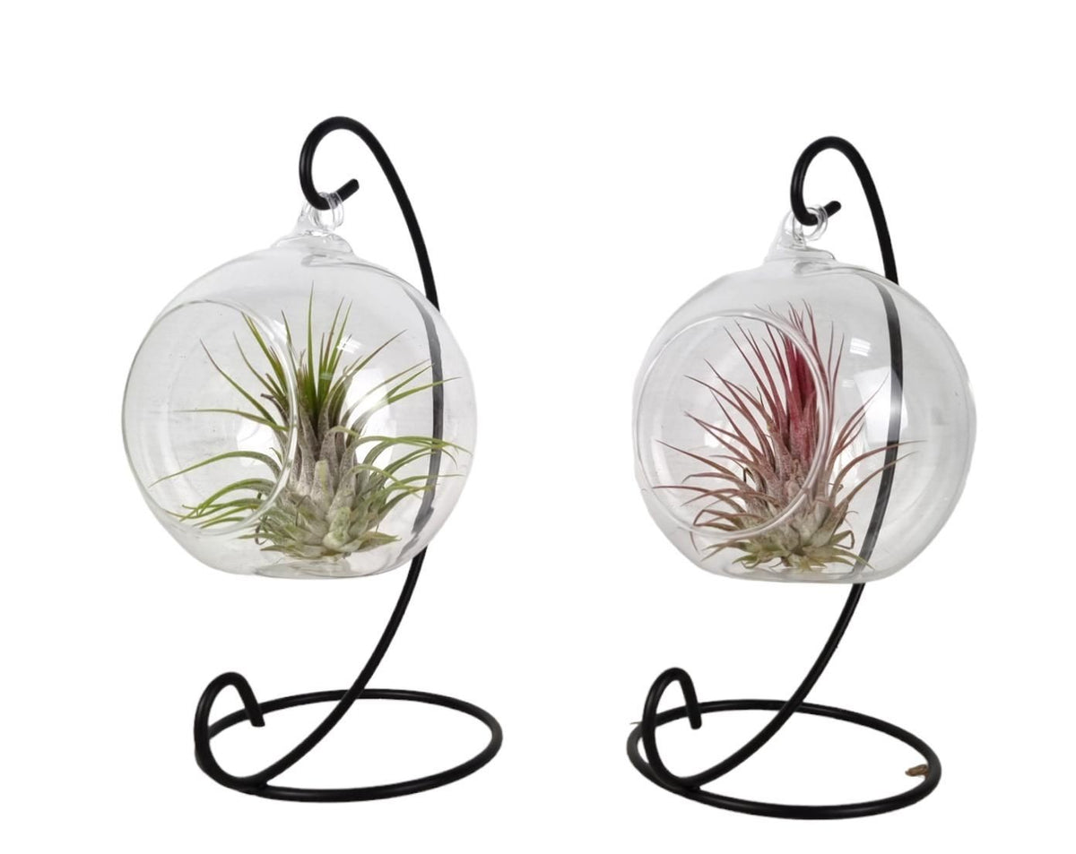 Tillandsia Hanging Frame Small