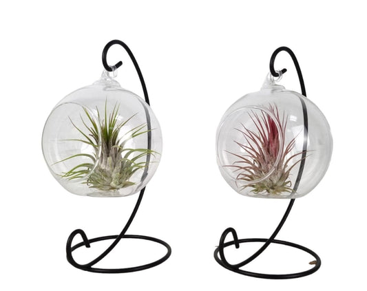 Tillandsia Hanging Frame Small - Airplant The Horti House