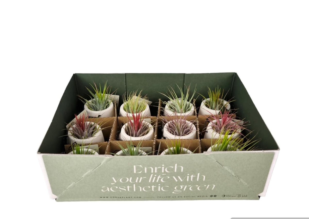 Tillandsia 6cm mini dude
