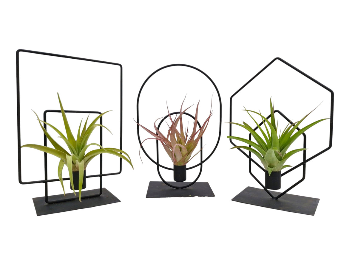 Tillandsia Duo Frame