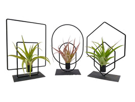 Tillandsia Duo Frame - Airplant The Horti House
