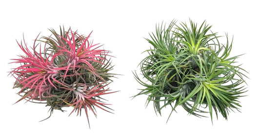 Tillandsia Ionantha Clumb Mix - Airplant The Horti House