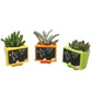 Succulent 7cm Schoolboard