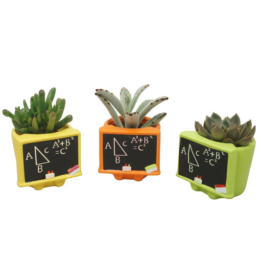Succulent 7cm Schoolboard - Succulent The Horti House