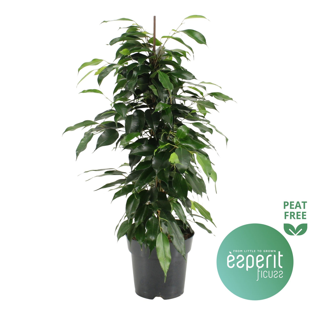 Ficus 21cm Benjamina Danielle - Foliage The Horti House