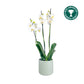 Phalaenopsis 12cm AGM Triple Stem Folkstone in Cambridge Ceramic