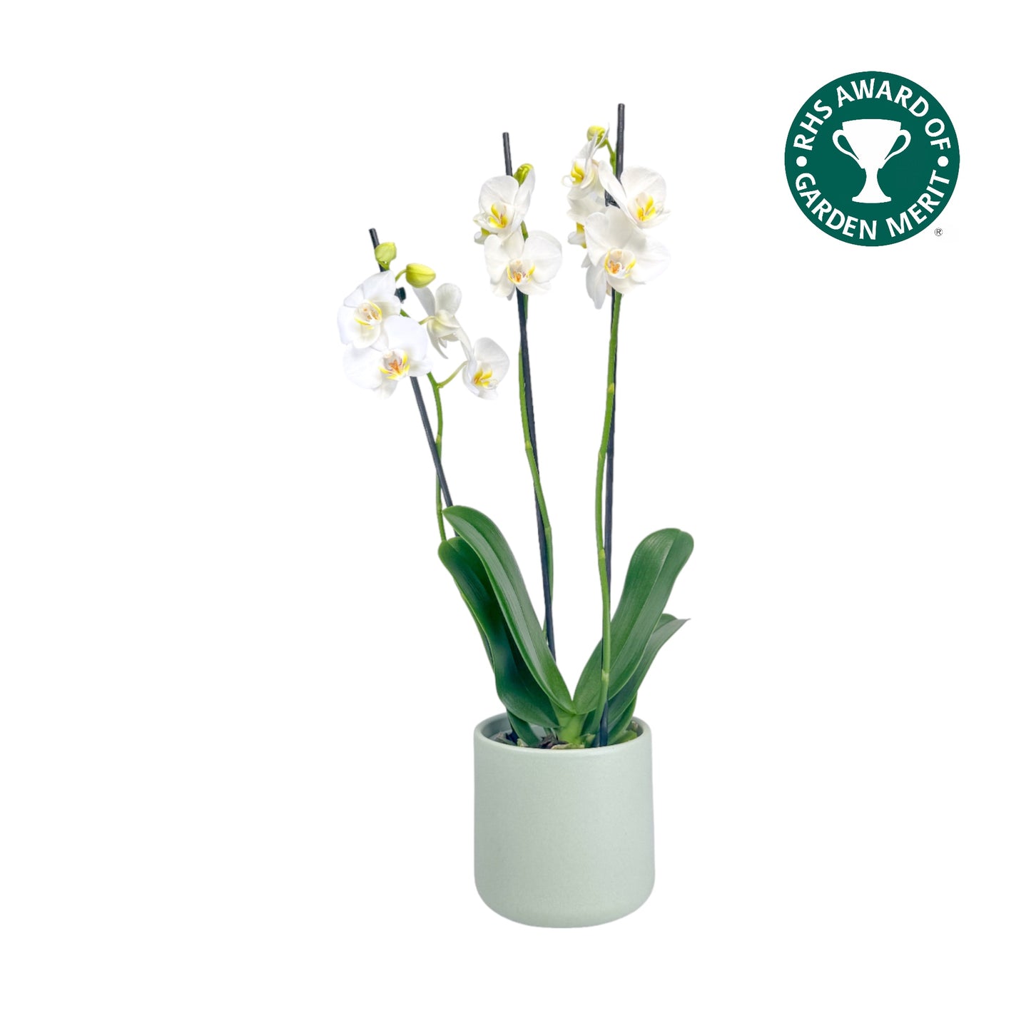 Phalaenopsis 12cm AGM Triple Stem Folkstone in Cambridge Ceramic