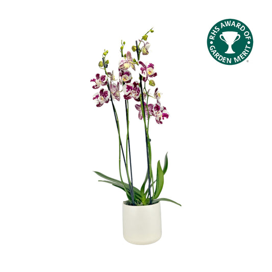 Phalaenopsis 12cm AGM Triple Stem Marrakesh in Cambridge Ceramic