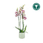 Phalaenopsis 12cm AGM Triple Stem Marrakesh in Cambridge Ceramic
