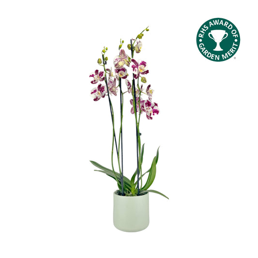 Phalaenopsis 12cm AGM Triple Stem Marrakesh in Cambridge Ceramic