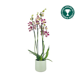 Phalaenopsis 12cm AGM Triple Stem Marrakesh in Cambridge Ceramic