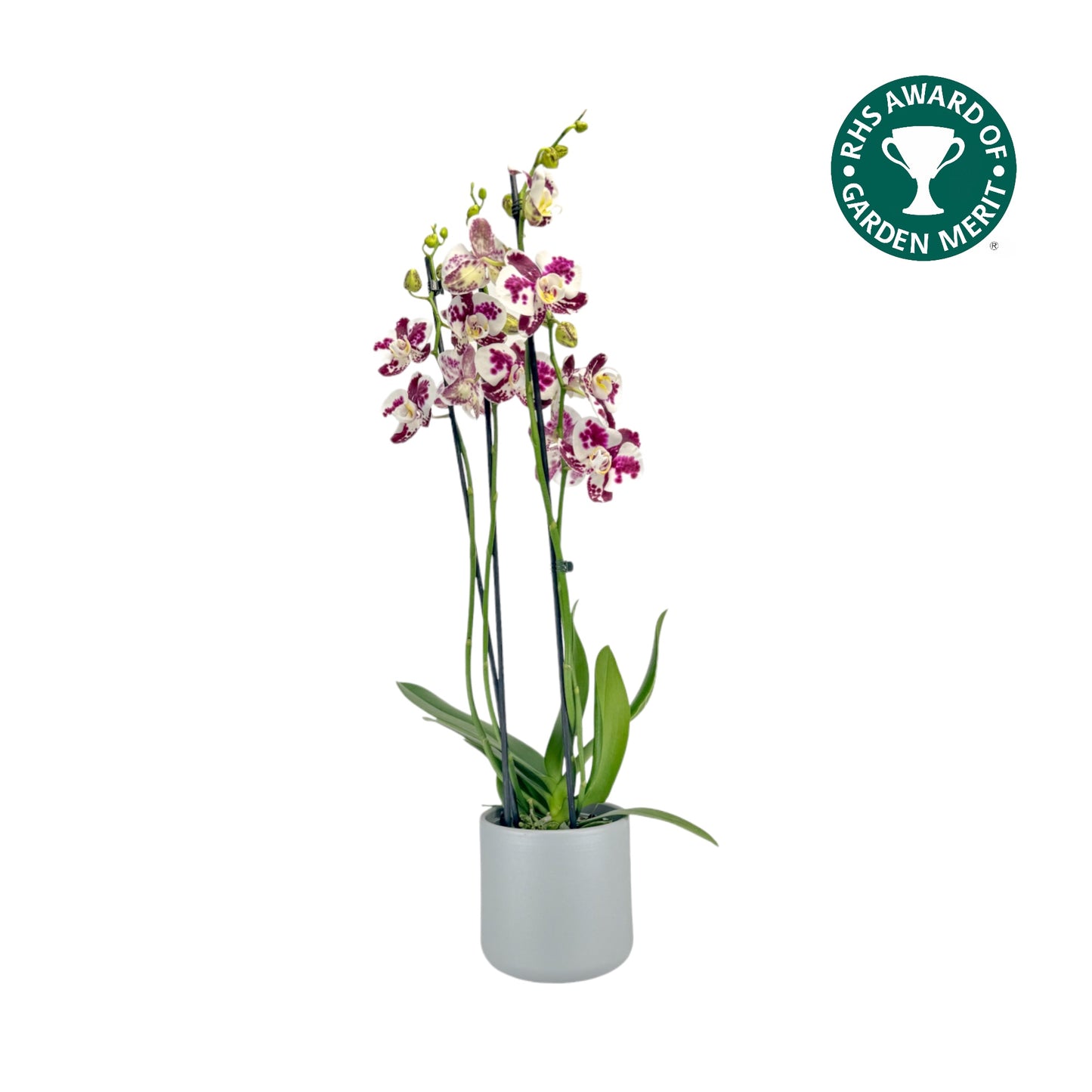 Phalaenopsis 12cm AGM Triple Stem Marrakesh in Cambridge Ceramic