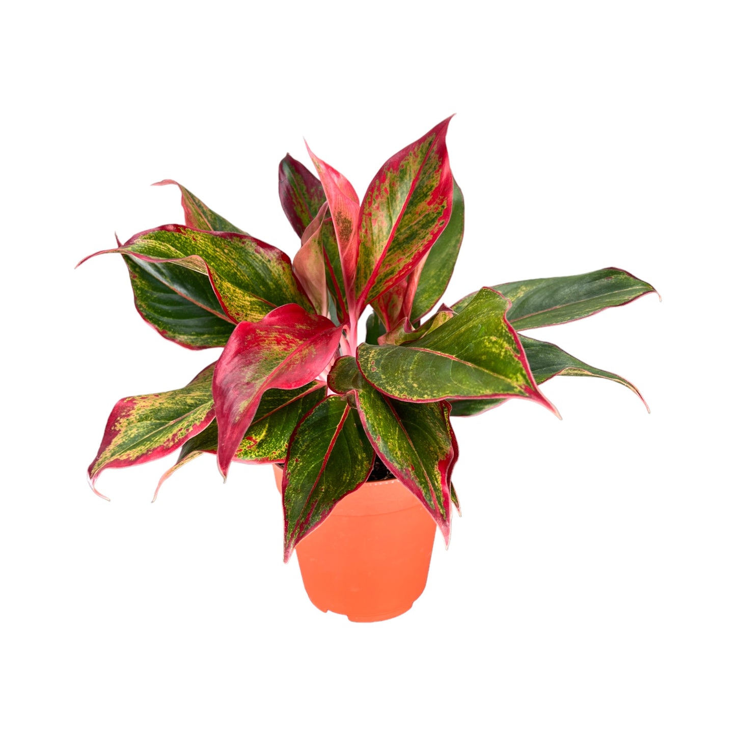 Green Plant 12cm Mix - Green Plant The Horti House