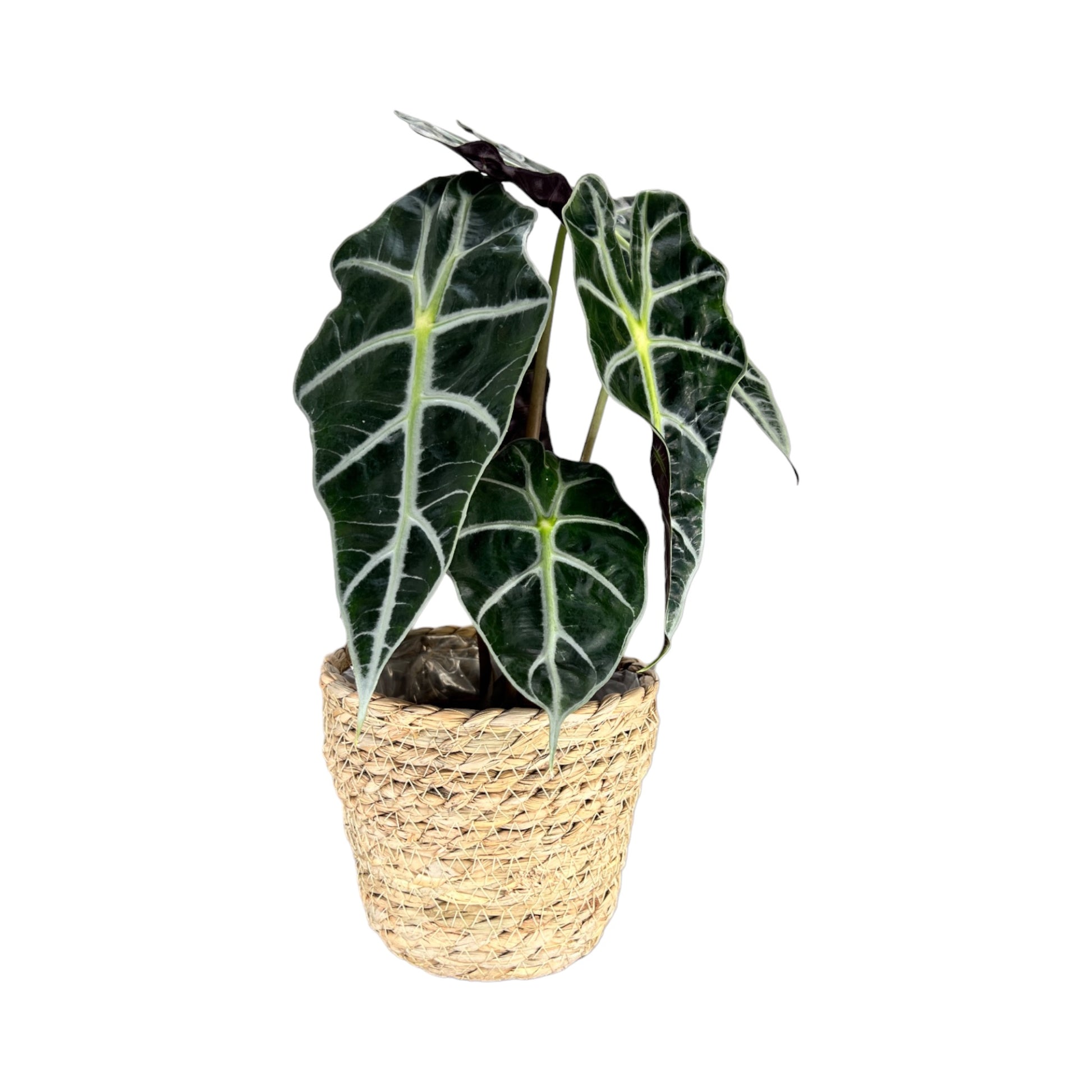Alocasia 12cm Mix in Basket - Green Plant The Horti House
