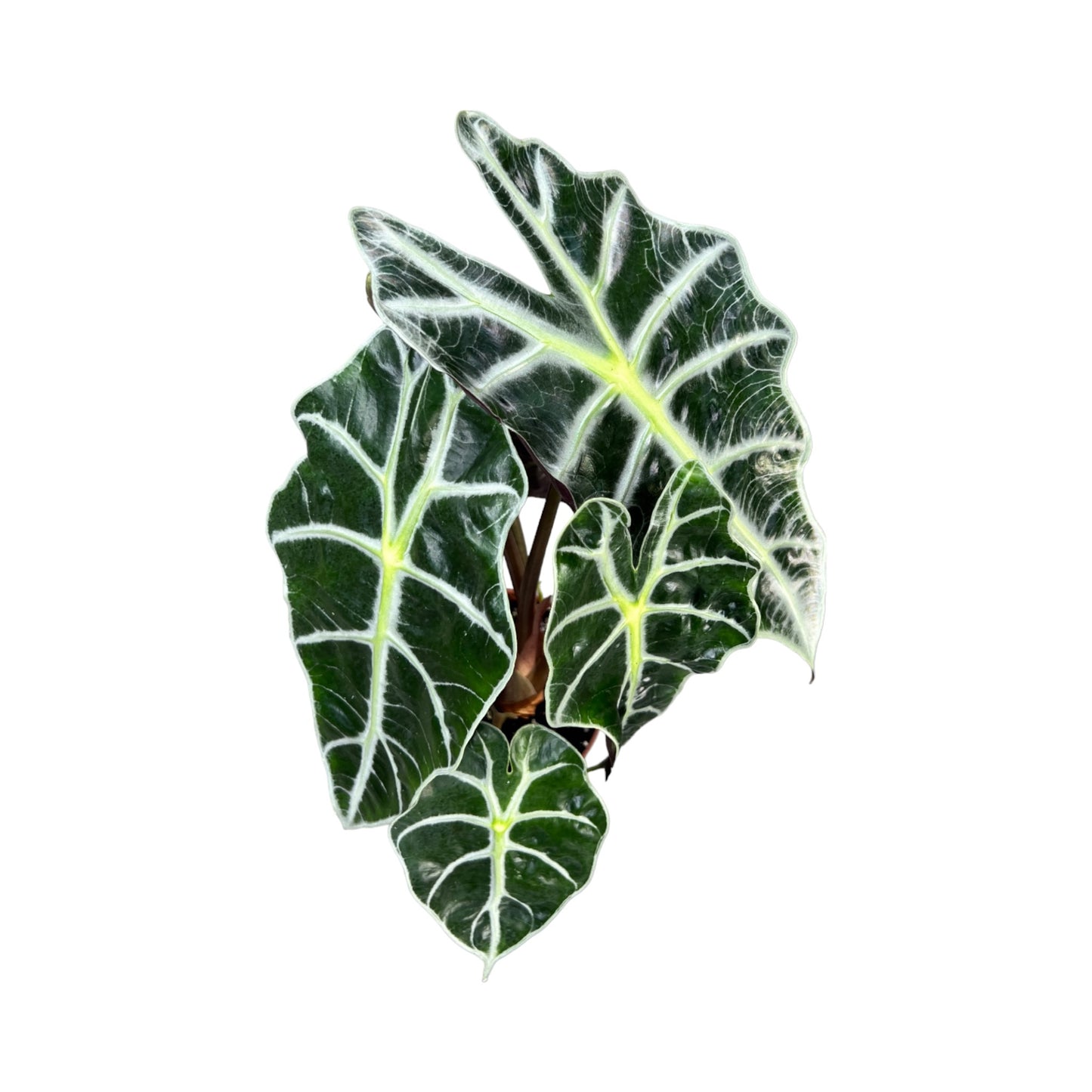 Alocasia 12cm Dwarf Amazonica in Ceramic - Green Plant The Horti House