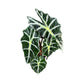 Alocasia 12cm Dwarf Amazonica in Basket - Green Plant The Horti House
