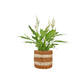 Spathiphyllum 12cm in Basket - Flowering The Horti House