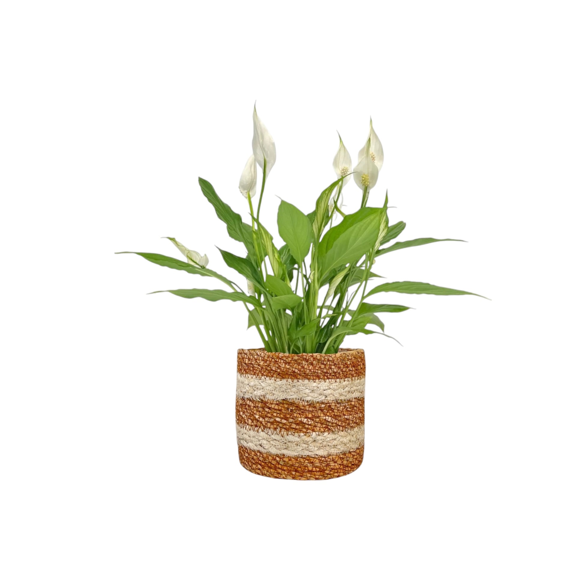 Spathiphyllum 12cm in Basket - Flowering The Horti House