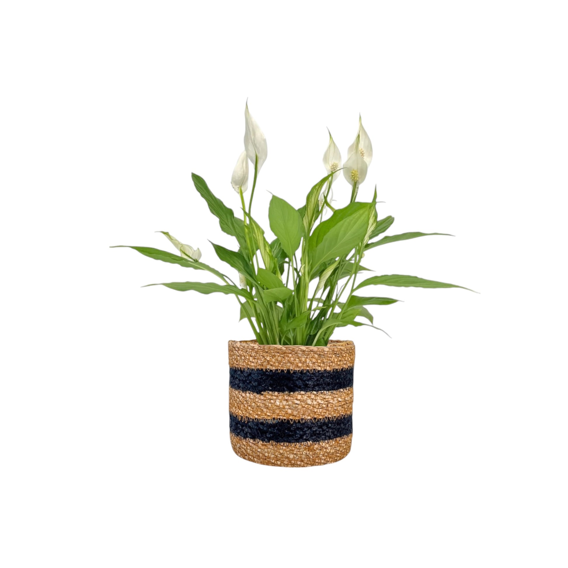 Spathiphyllum 12cm in Basket - Flowering The Horti House