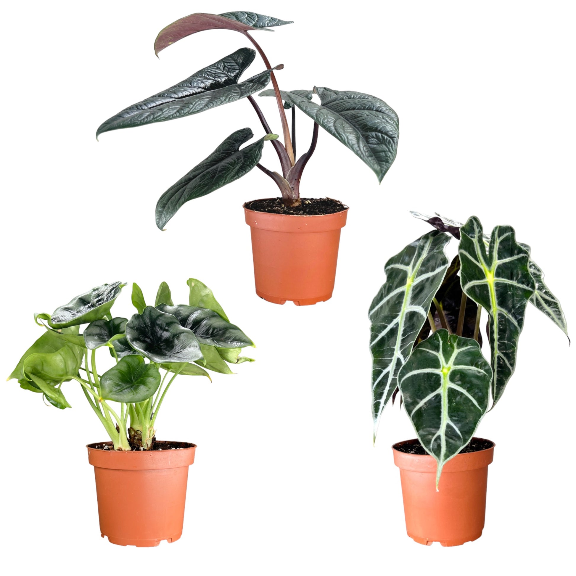 Alocasia 12cm Mix - Green Plant The Horti House