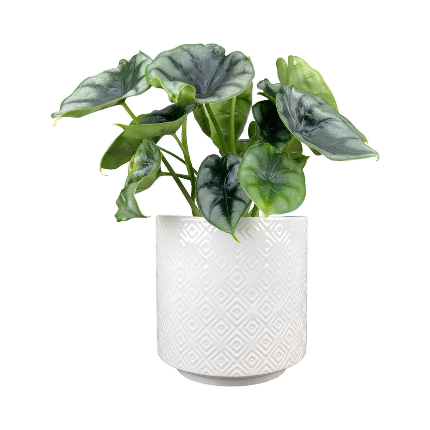 Alocasia 12cm Mix in White Ribbed Ceramic - Green Plant The Horti House