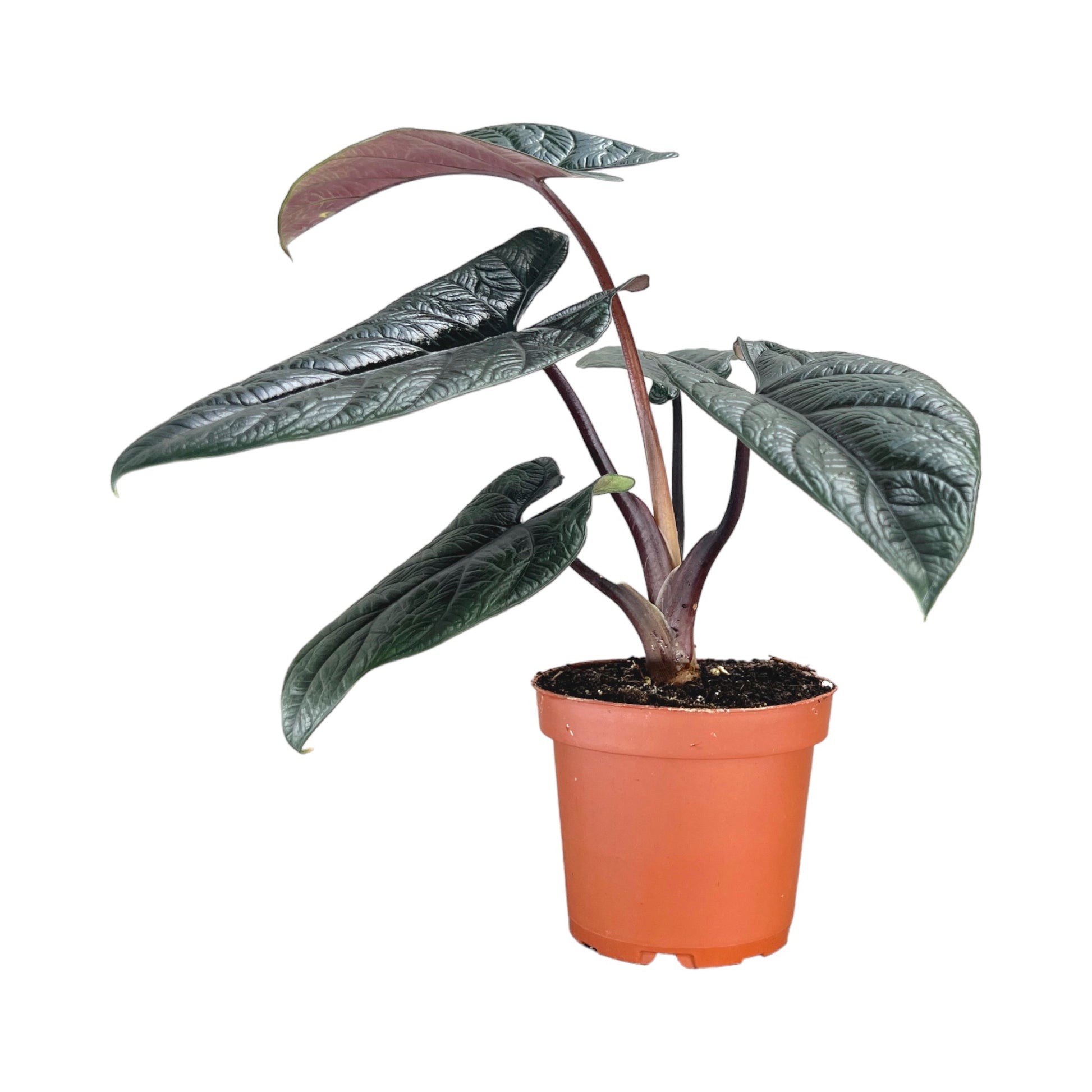 Alocasia 12cm Mix - Green Plant The Horti House
