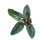 Alocasia 12cm Mix - Green Plant The Horti House