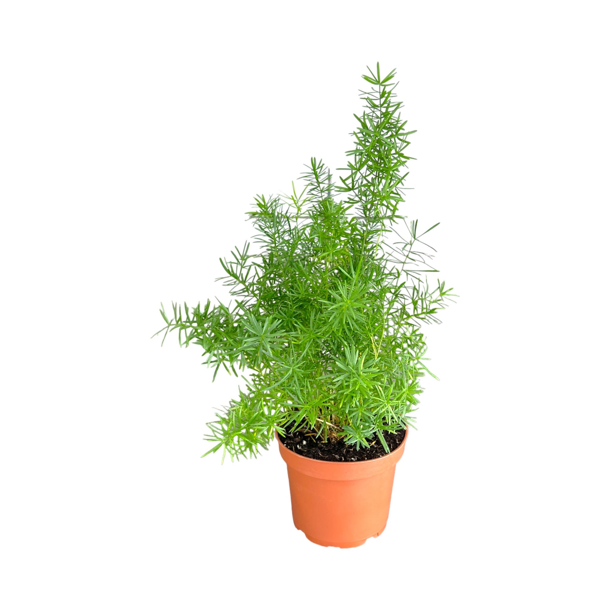 Fern 12cm British Mix - Green Plant The Horti House