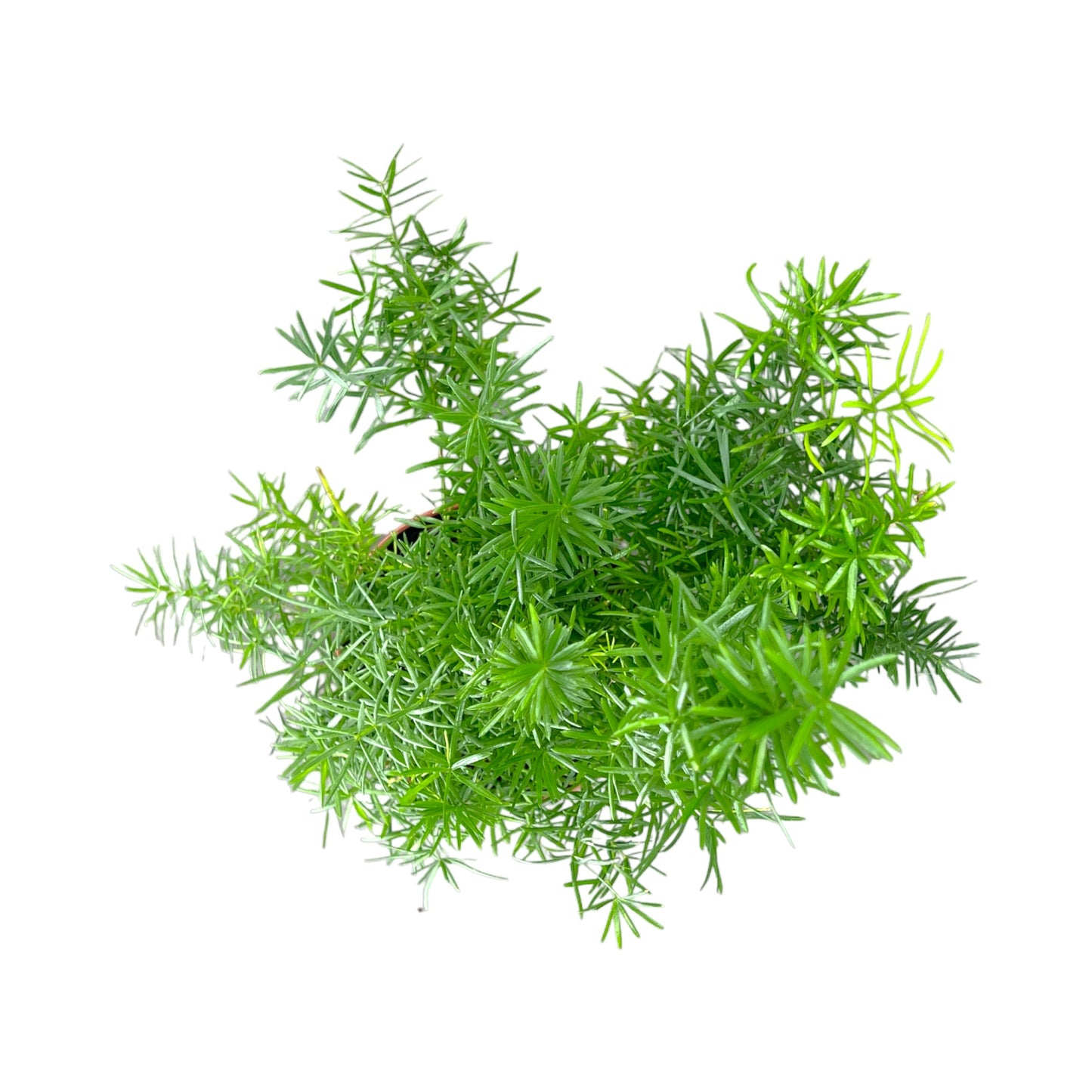 Fern 12cm Mix