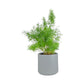 Fern 12cm Mix in Cambridge Ceramic